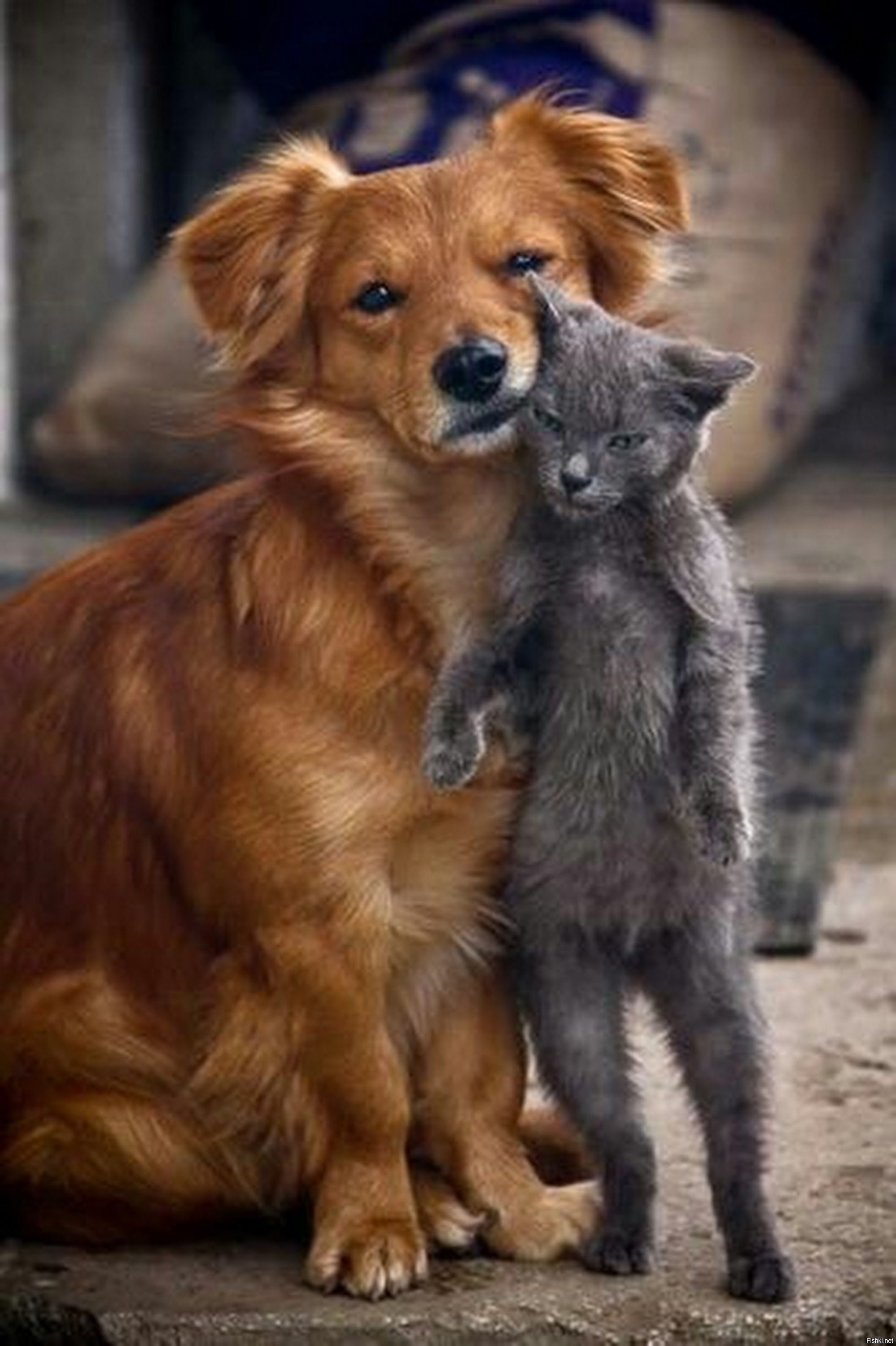 Любящее животное. Кошки и собаки. Дружба кошки и собаки. Объятия животных. Собаки обнимаются.