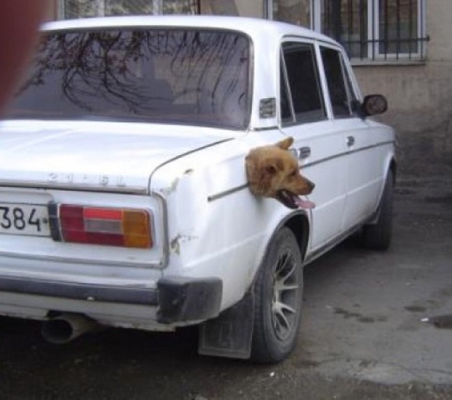 Интересно, что пёс делает в машине?