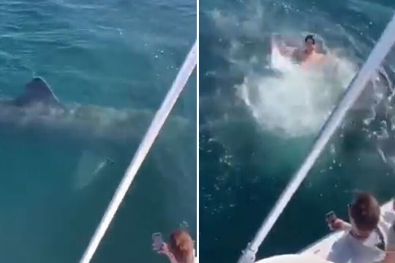 Пьяные люди  решил испытать судьбу, когда заметили в океане акулу