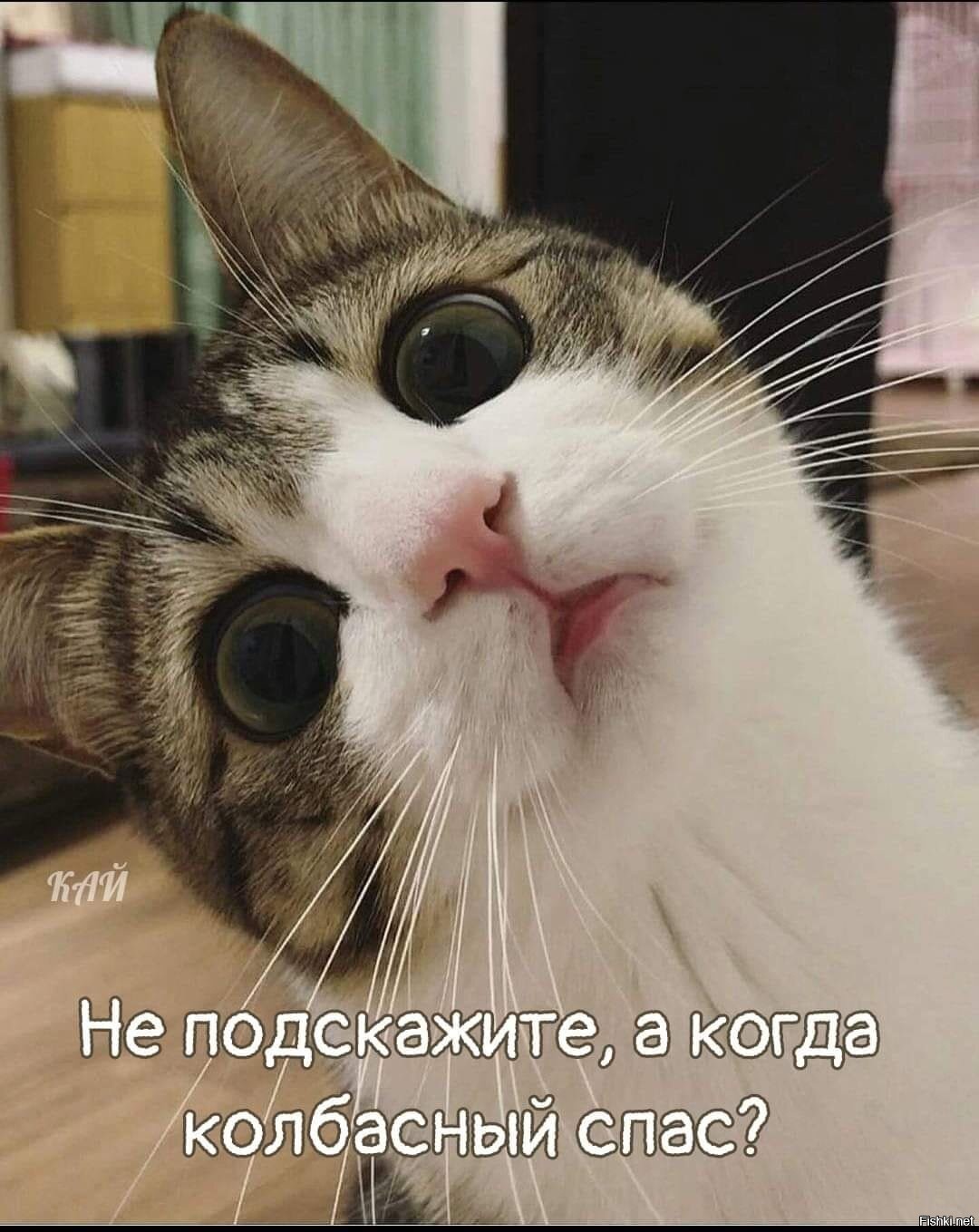 Коты из мемов. Кот Мем. Коты мемы. Смешные морды котов. Удивленная кошка.