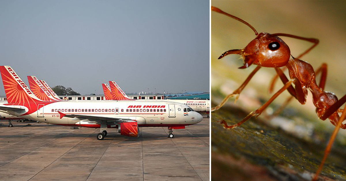 Рейс, которым летел принц Бутана, отменили из-за нашествия муравьев