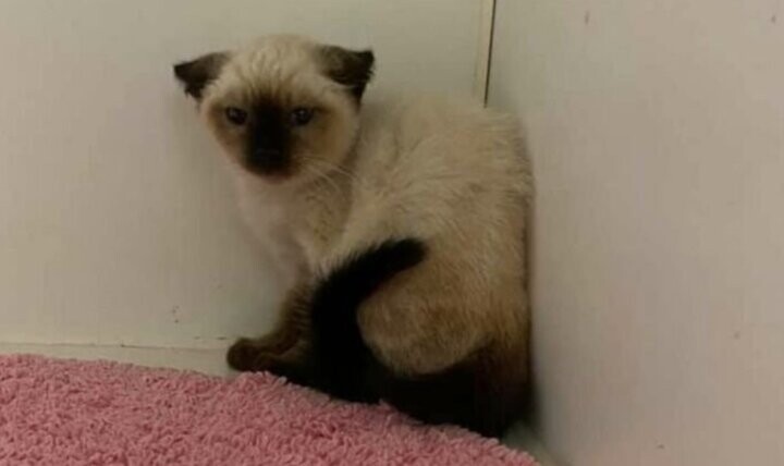 Лабрадор помог котёнку из приюта побороть свой страх и обрести счастье в жизни