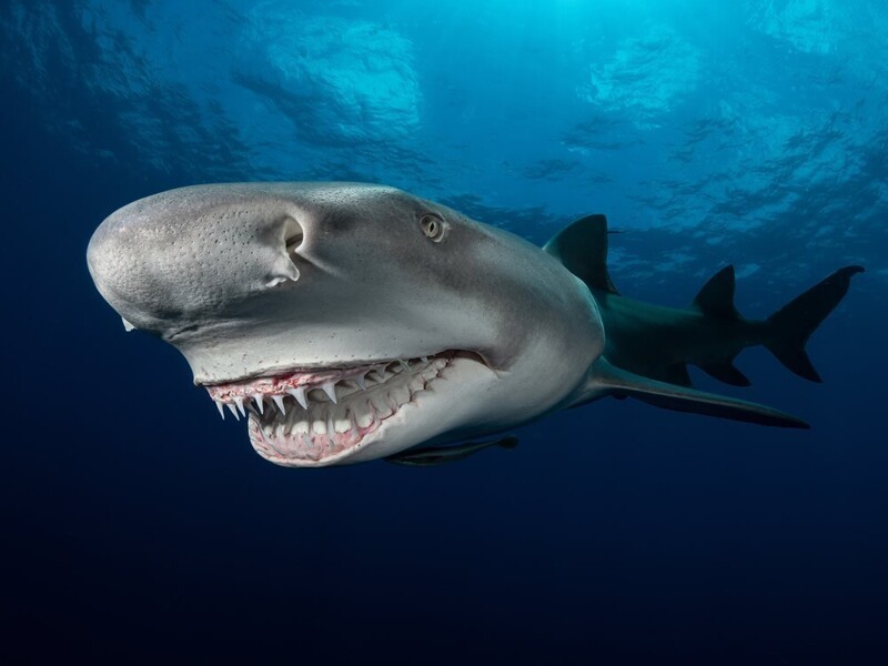 Лимонная акула у берегов Флориды. Фотограф Grace Hoarau