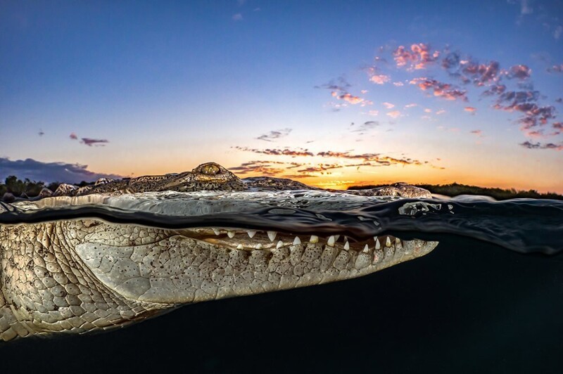 Острорылый крокодил у берегов Кубы. Фотограф Tanya Houppermans
