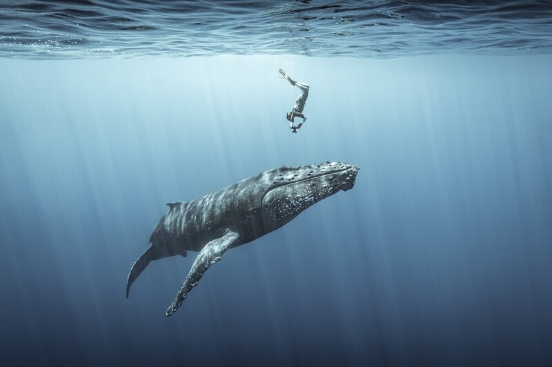 Горбатый кит. Фотограф Sebastien Pontoizeau