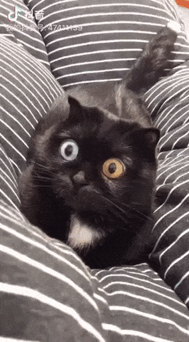 gifs-10--8.gif