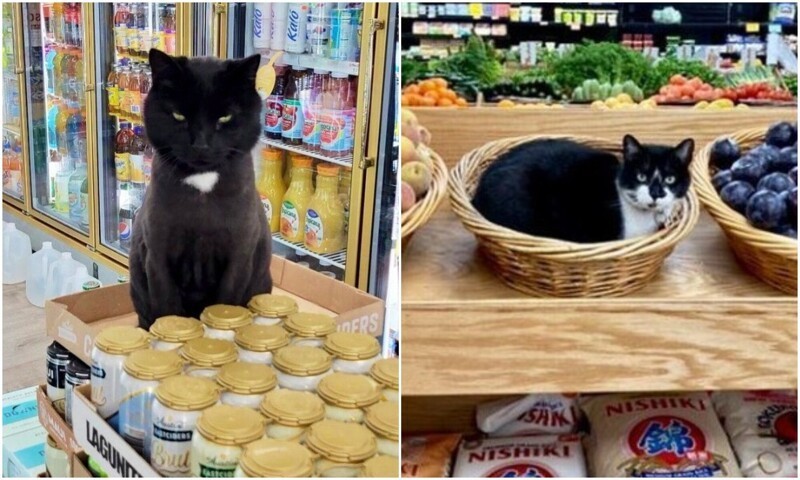 Котейки, которые нагло оккупировали магазины - и не собираются уходить