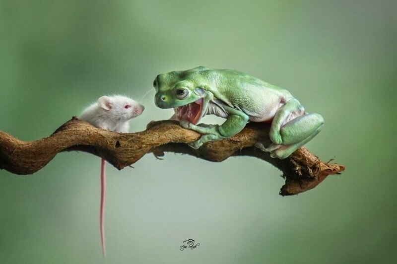 Фотограф из Индонезии делает снимки лягушек в своем дворе 