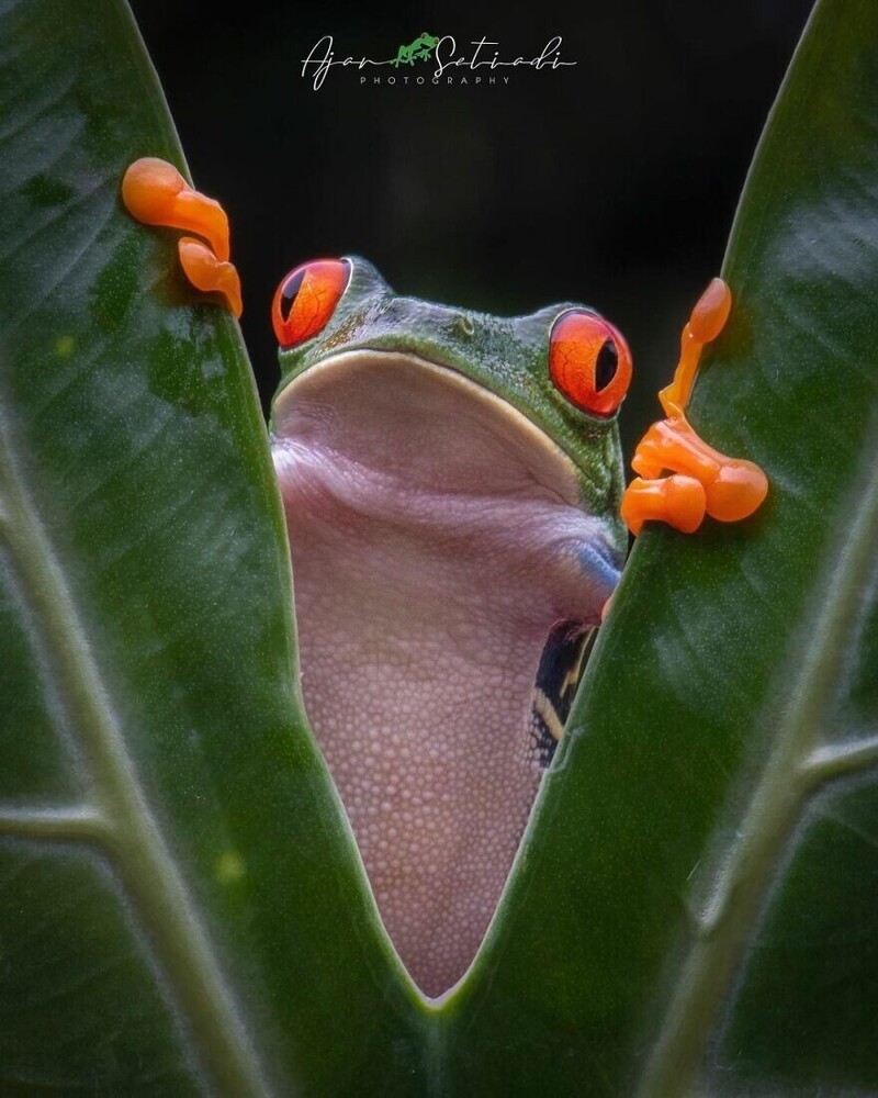 Фотограф из Индонезии делает снимки лягушек в своем дворе 