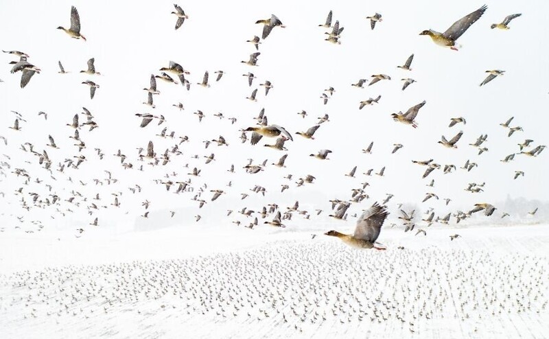 "Норвежские гуси встречают зиму" - Терье Колаас