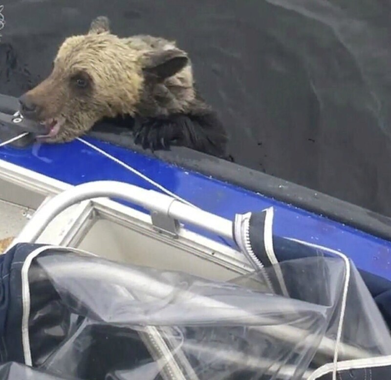 Рыбаки сачком выловили запыхавшегося медвежонка из реки Ямала