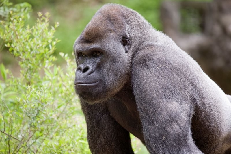 13 горилл заразились коронавирусом в американском зоопарке