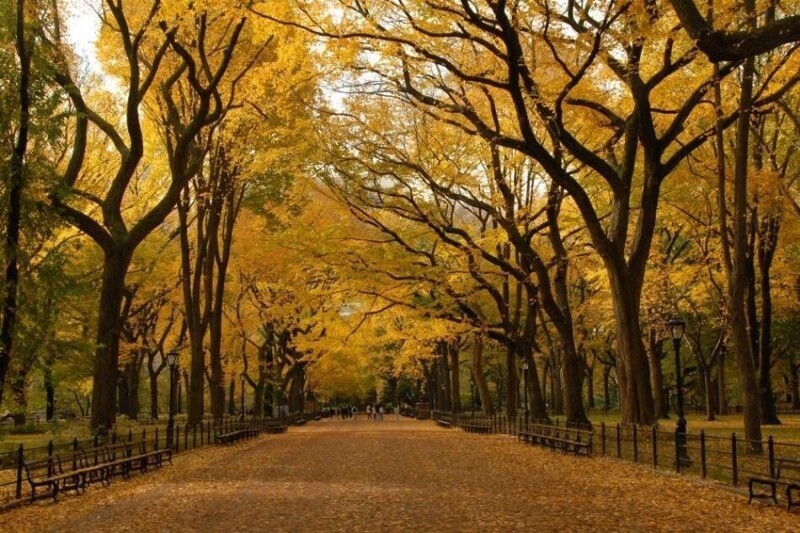 Ковер из листьев в Центральном парке, Нью-Йорк, США