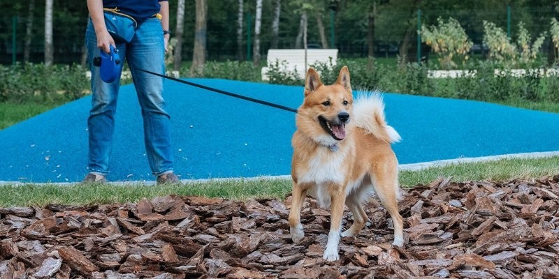 Современные мини-парки для прогулок с собаками появились в четырех районах Москвы
