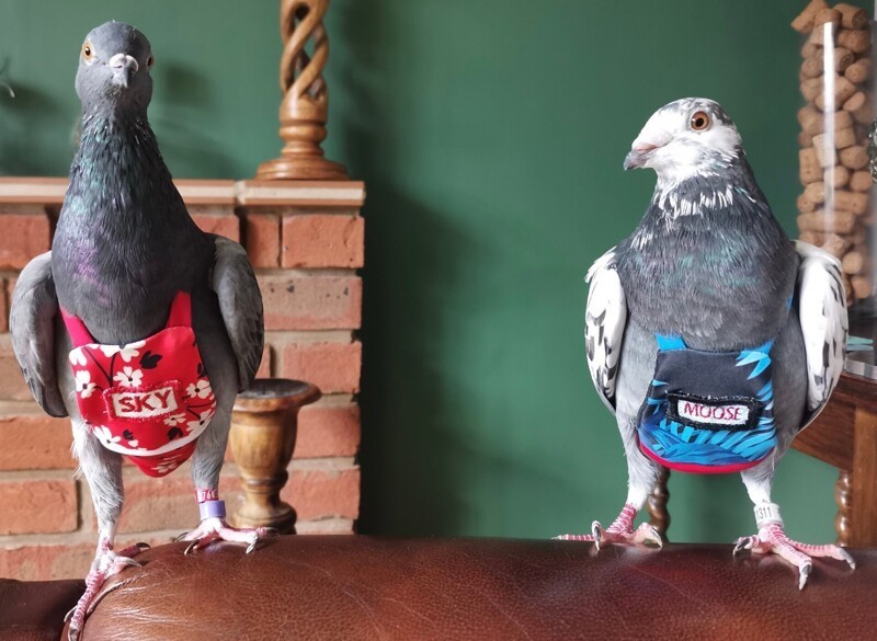 Сильная и независимая: британка растит спасенных голубей