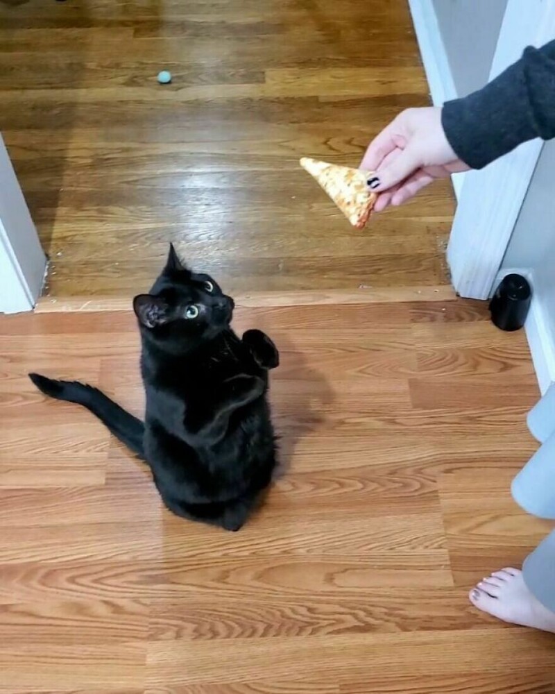 Этот кот - настоящий профи в выпрашивании еды