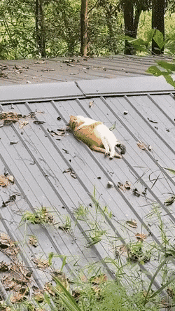 Любовь на крыше дома твоего