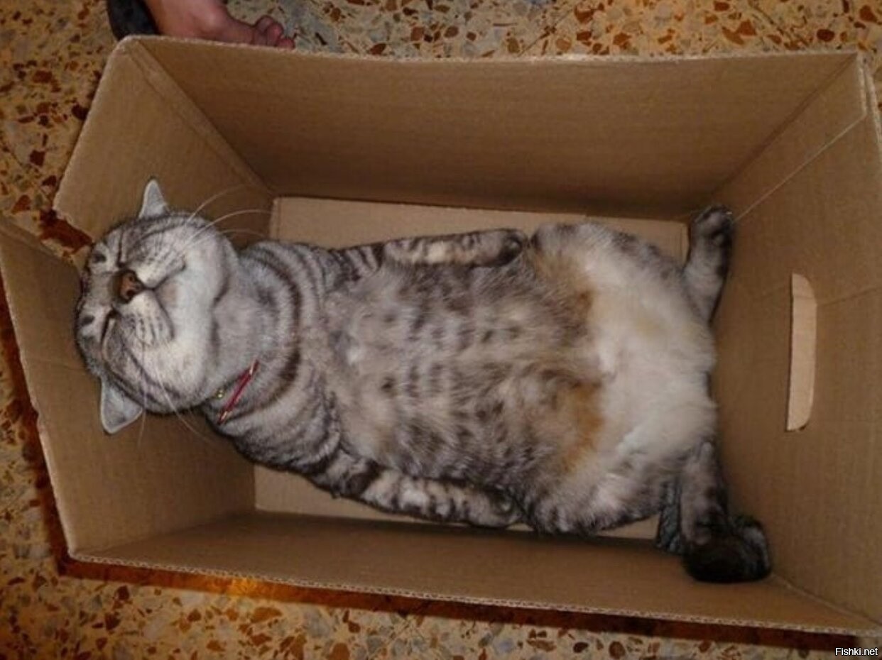 Кот лежит в коробке
