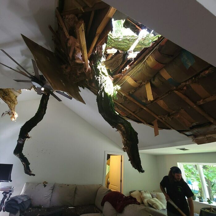 "Сегодня на наш дом упало соседское огромное дерево. Как же нам не хватало этого единения с природой..."
