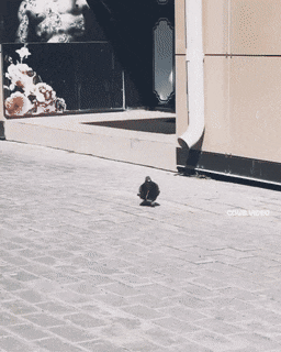 Гифки дня Гифки дня