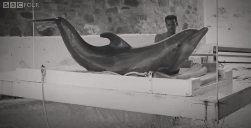 Дельфин по имени Питер, убивший себя из-за разбитого сердца