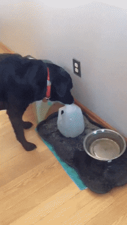 Собачьи гифки Собачьи гифки