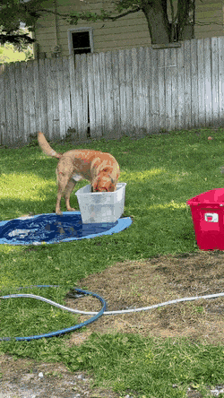 Собачьи гифки Собачьи гифки