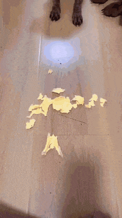 Собачьи гифки Собачьи гифки