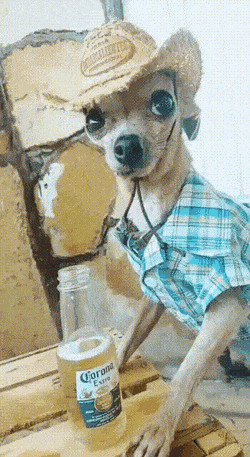 Собачьи гифки Собачьи гифки