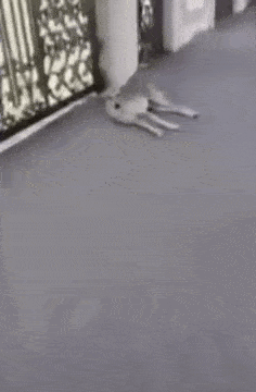 Собачьи гифки Собачьи гифки