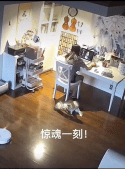 Собачьи гифки Собачьи гифки