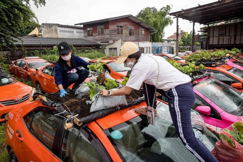 Простаивающие тайские такси становятся зелеными мини-огородами