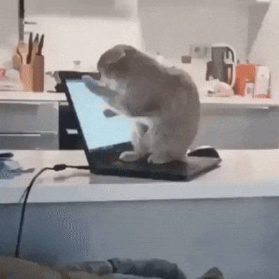 Кошачьи гифки Кошачьи гифки