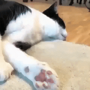 Кошачьи гифки Кошачьи гифки