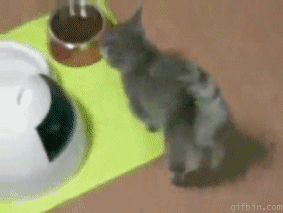 Кошачьи гифки Кошачьи гифки