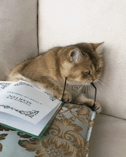 Кошачьи гифки Кошачьи гифки