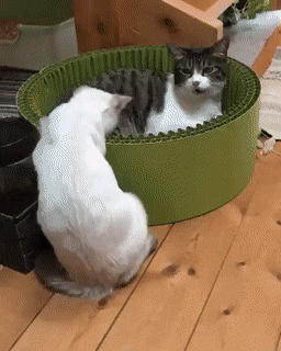 Кошачьи гифки Кошачьи гифки