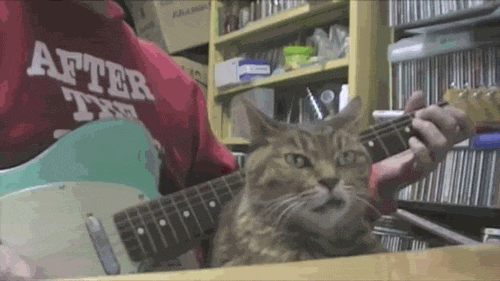 Кошачьи гифки Кошачьи гифки