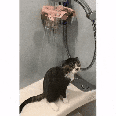 Кошачьи гифки Кошачьи гифки