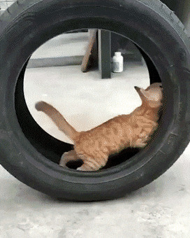 Кошка в колесе