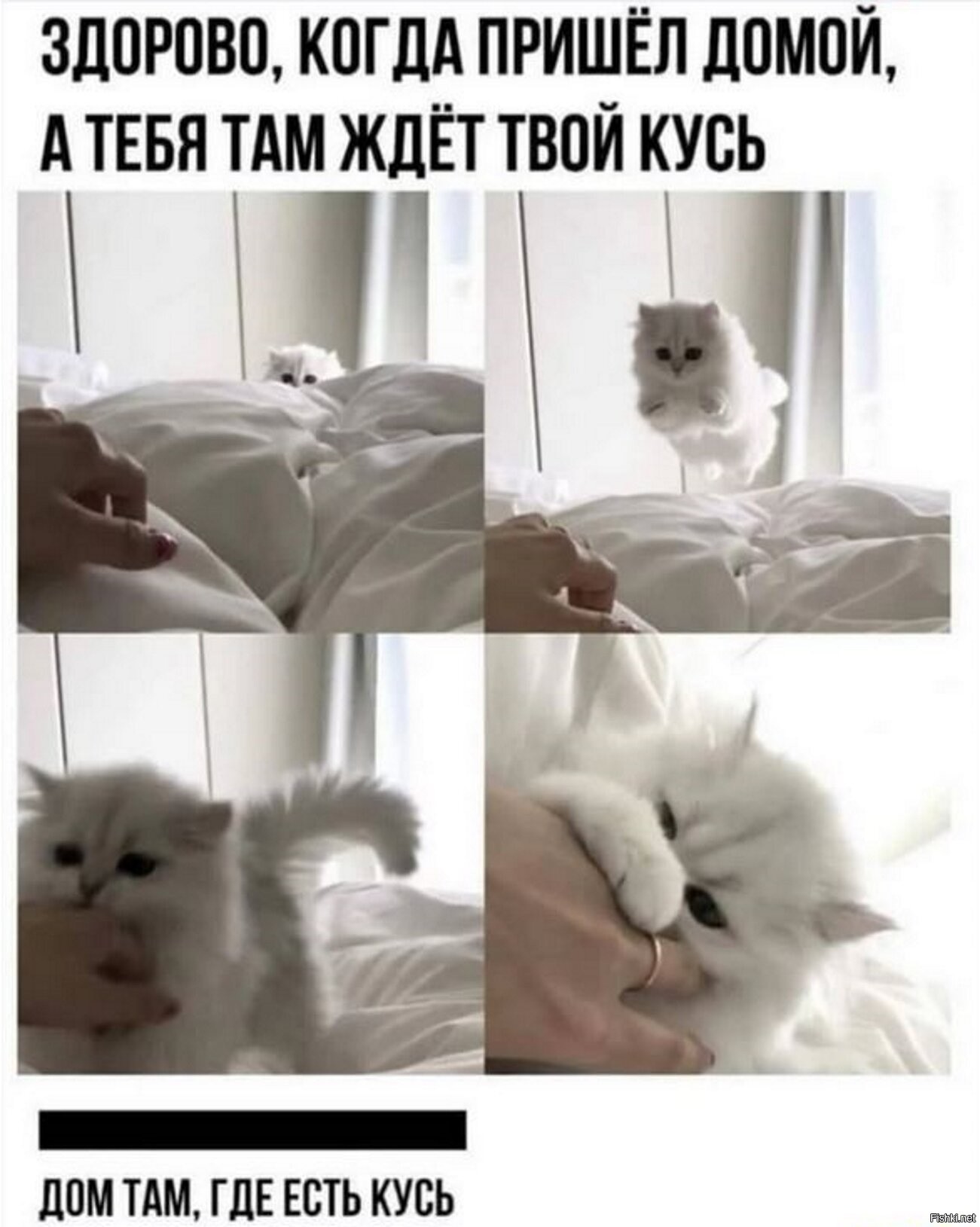 Где там котик. Мемы с милыми котиками с надписями. Котик Кусь. Кусь Мем. Кусь прикол.