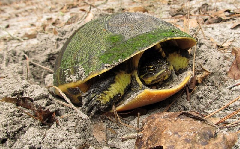 Куриная черепаха (Deirochelys reticulata)