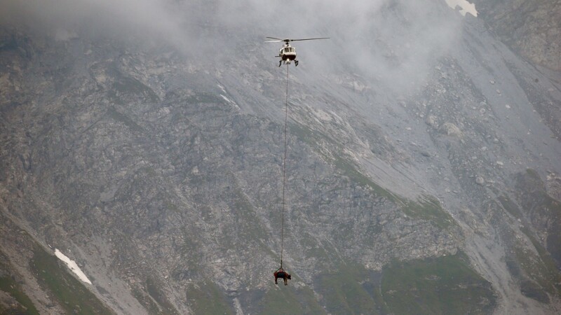 Коровы полетали над швейцарскими Альпами