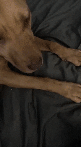 Собачьи гифки