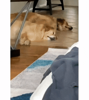 Собачьи гифки