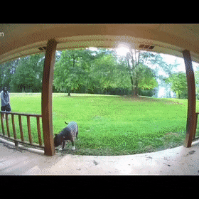 Собачьи гифки