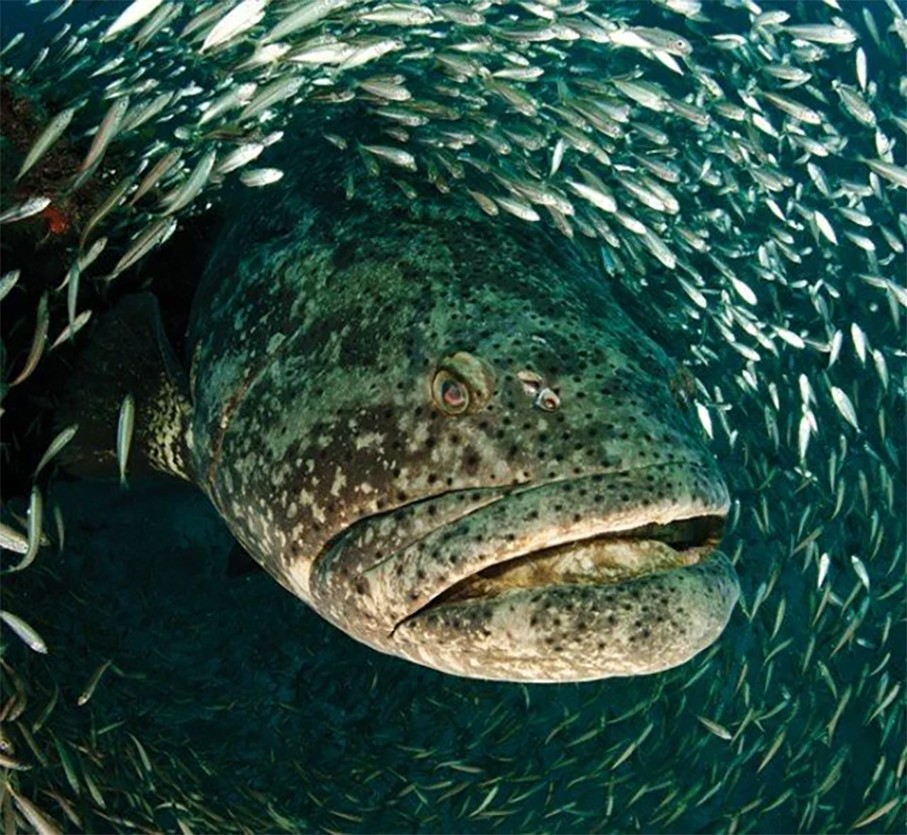 Рыба групер фото самый большой в мире
