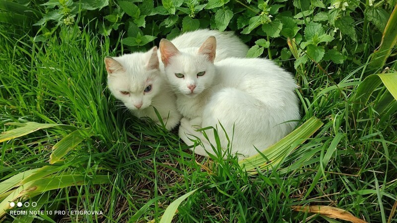 Красивые и милые котики