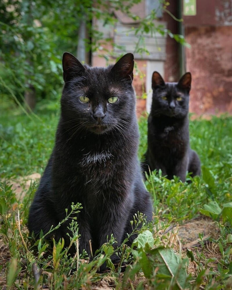Красивые и милые котики