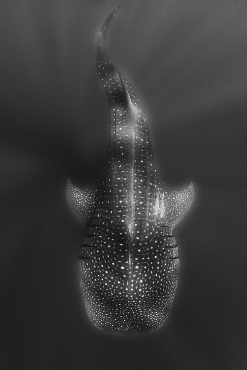 Китовая акула, Rick Beldegreen, США